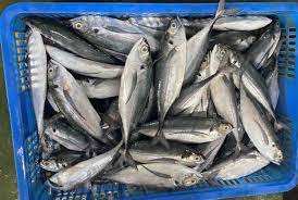 ปลาค็อดออร์แกนิคคุณภาพสูงแบบพรีเมียม บรรจุภัณฑ์สุญญากาศแช่แข็ง ขายส่ง มีบริการรับออเดอร์จำนวนมาก - Product Image 3