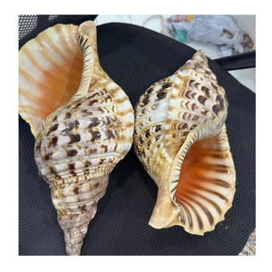 Coque d'artisanat décoratif Trompette Triton Shell exporté par le fournisseur du Vietnam 99 Gold Data Trumpet Triton Shell Use - Product Image 6