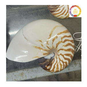 Coquille Nautilus chambrée polie Coquillage en spirale naturelle authentique du Vietnam pour les bijoux de décoration de luxe - Product Image 3