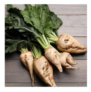 Raíces de remolacha azucarera para una extracción eficiente de azúcar y productos agrícolas de alimentación animal de primera calidad - Product Image 4