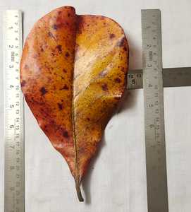 ใบไม้แห้งอัลมอนด์ของอินเดียสำหรับทำความสะอาดน้ำค่า PH ของตู้ปลากุ้งปลากัด - Product Image 2