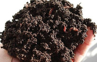 Moulages écologiques de ver de vermicompost de compost de ver de terre pour l'agriculture biologique