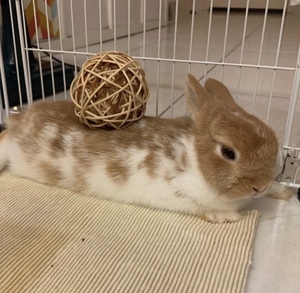 ผลิตภัณฑ์ที่ดีที่สุด ลูกบอลหวายธรรมชาติสําหรับสัตว์เลี้ยง - หวายสัตว์เลี้ยงเคี้ยวนกแก้วหนูแฮมสเตอร์กระต่าย 100% จากเวียดนาม หวายคุณภาพสูงสําหรับสัตว์เลี้ยง - Product Image 5