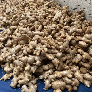 Premium <b>Fresh</b> <b>Ginger</b> From Vietnam | Rich Taste High Nutritional Value - Product Image 3