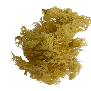 MUSGO DE MAR DORADO AL POR MAYOR/ MUSGO DE MAR MORADO - MUSGO DE MAR IRISH/ ALGA COTTONII (Sra. Lima) - Product Image 1