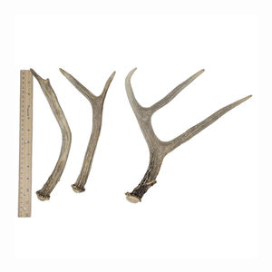 Red Deer Antlers en venta - Product Image 6