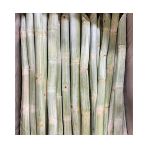 OFERTA ESPECIAL 2024 CAÑA DE AZÚCAR CONGELADA - CAÑA DE AZÚCAR ORIGINAL LISTA PARA EXPORTAR CON EL MEJOR PRECIO Y ALTA CALIDAD - Product Image 4