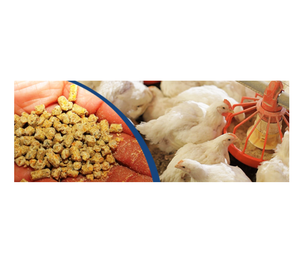 Thức ăn cho Gà Thịt có sẵn với số lượng lớn giá rẻ và hàm lượng dinh dưỡng cao hoàn hảo cho sự phát triển của gia cầm khỏe mạnh - Product Image 5