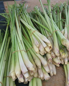 Tiges de citronnelle de qualité supérieure en provenance du Vietnam - Product Image 4