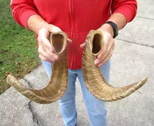 100% Corne de buffle naturelle de haute qualité, polie, écologique, forme naturelle, décoration d'intérieur et objet de collection par Saniya Handicraft - Product Image 2