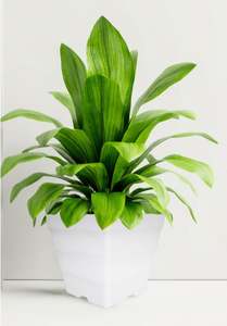 Factory wholesale Durable <b>Greenhouse</b> <b>plastic</b> Nursery Grow Pots - Hydrangea Pot - Product Image 5