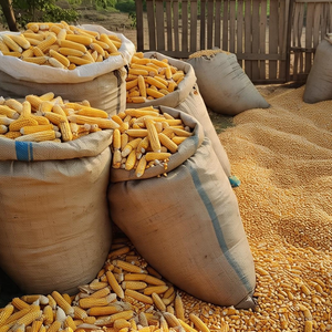 Maíz amarillo y blanco más vendido | Maíz amarillo secado al aire a granel disponible para exportación - Product Image 4