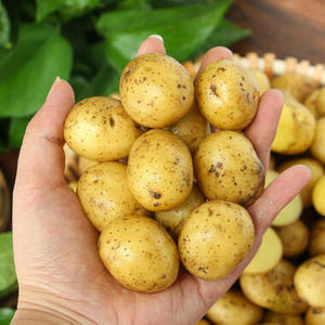 Pommes de terre fraîches de haute qualité 50-250g, pommes de terre fraîches en boîtes à bas prix - Product Image 1