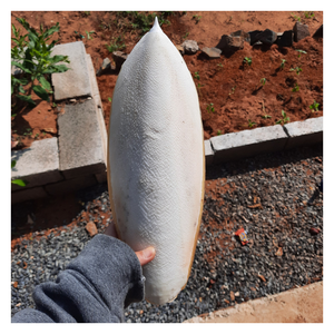 Os de seiche de qualité supérieure avec clip inclus, idéal pour les oiseaux de compagnie et les reptiles, différentes tailles disponibles pour les commandes en gros - Product Image 1