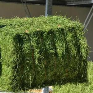 Meilleures balles de foin d'alfalfa ensilé de très haute qualité pour l'alimentation animale - Riches en protéines pour bovins et chevaux - À vendre - Product Image 1
