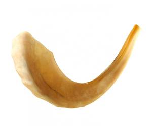 Shofar traditionnel en corne de bélier naturelle pour Rosh Hashanah et Yom Kippur, casher, écologique, décoration de fête, poli et à bas prix - Product Image 1