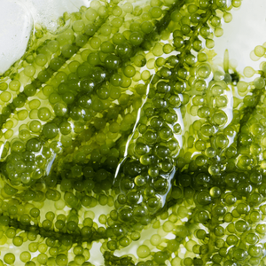 MEILLEUR VENDEUR 2025-RAISINS DE MER DÉSHYDRATÉS PREMIUM/CAVIAR VERT DU VIETNAM GOÛT DÉLICIEUX - Product Image 5