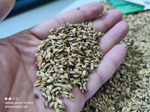 Extracto de Flor de Sophora Japonica Seca, Grado Premium, Origen Vietnamita, Marca GIMEX, para Agricultura, Fuente Rica en Rutina - Product Image 4