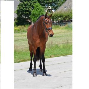 Bride en cuir de cheval de qualité supérieure en cuir véritable marron FABRICANT de bride de cheval de bonne qualité Genuin de haute qualité - Product Image 5