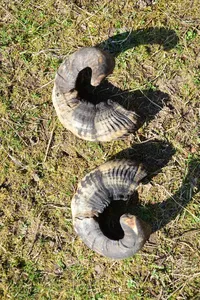 Shofar de cuerno de carnero natural auténtico para las ceremonias judías de Rosh Hashanah y Yom Kippur, Shofar de cuerno de carnero pulido hecho a mano - Product Image 4