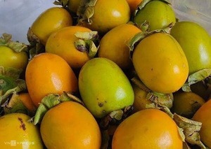 ลูกพลับแห้งเกรดส่งออกจำนวนมากสำหรับผู้จัดจำหน่ายและแบรนด์จากเวียดนาม - Product Image 4