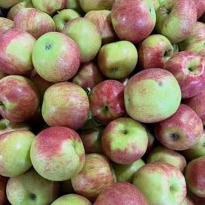 Manzanas Red Delicious Premium de Alta Calidad - Cosecha Fresca - Calidad de Exportación a Granel - Product Image 3