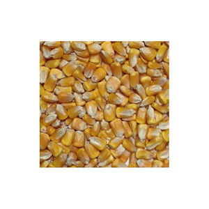 ข้าวโพดสีเหลืองบราซิลราคาที่ดีที่สุดขายส่งข้าวโพดสีเหลืองสำหรับอาหารสัตว์ - Product Image 1