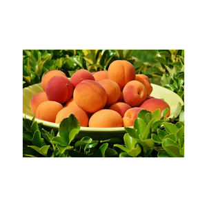 Albaricoque fresco de alta calidad, albaricoque fresco orgánico, proveedor de fruta de albaricoque fresco - Product Image 2