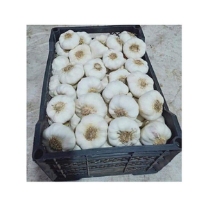 Altamente nutritivo, la mejor calidad, agricultura natural, verduras frescas, ajo blanco seco a bajo precio | Proveedor de ajo de origen egipcio - Product Image 1