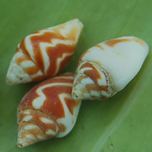 Concha marina de tamaño pequeño, joyería de concha marina de Indonesia, técnica de mosaico, joyería de concha natural de estilo piramidal - Product Image 3