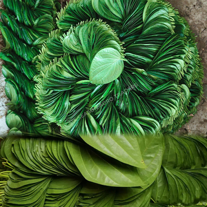 Feuilles de Paan Vertes Naturelles de Qualité Supérieure pour l'Exportation, Feuilles de Bétel Fraîches du Bangladesh, Qualité Export en Gros, Fournisseur Mondial avec MOQ - Product Image 5