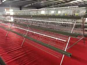 Nhà Máy Trung Quốc Giá Một Loại Pin Lồng Cho Gà Thang Lớp Gà Coop Trang Trại Sử Dụng Thiết Bị - Product Image 3