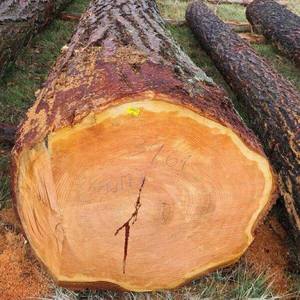 Bûches en bois de chêne assaisonné de qualité supérieure pour le chauffage et la cuisson pour une utilisation en entrepôt - Product Image 2