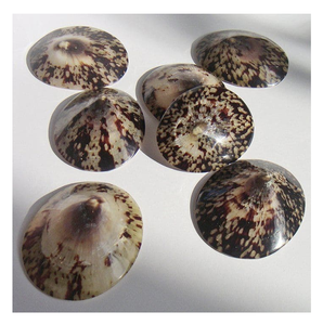 เปลือก limpet ที่บรรจุเพื่อส่งออกไปยังร้านค้าของขวัญของตกแต่งซัพพลายเออร์และธุรกิจงานฝีมือตกแต่งภายในสไตล์ทางทะเล - Product Image 1