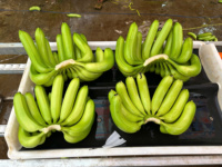 Premium Vietnamese Cavendish Bananen – Gladde Textuur, Zoete Smaak, Perfect voor Foodservice