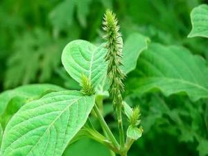 สารสกัดอะปามาร์กา CO2 เกรดอาหาร สารสกัดสมุนไพรในรูปแบบแว็กซ์ บรรจุภัณฑ์กระป๋อง - Product Image 2