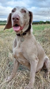 Collier pour chien en cuir vegan de luxe personnalisé par le fabricant de produits pour animaux de compagnie 2026, avec doublure confortable - Product Image 6