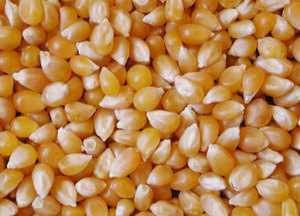 ข้าวโพดหวานสีเหลืองแบบ non-GMO สำหรับการบริโภคของมนุษย์และอาหารสัตว์แบบไม่แห้ง - Product Image 3