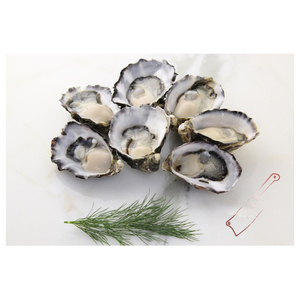 Ostras frescas cosechadas de manera sostenible a la venta, perfectas para empresas procesadoras de mariscos - Product Image 2