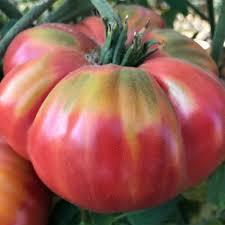 Semi di 1300 qualità del raccolto fresco biologico rosso indeterminato villaggio pomodoro semi - Product Image 2