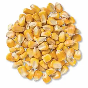 Maíz/maíz blanco y amarillo sin OGM de grado 1.