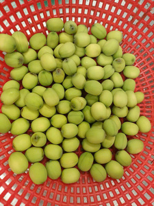 Semillas de Loto Peladas y Secas de Grado de Exportación para Recetas de Postres Tradicionales - Macy - Product Image 5