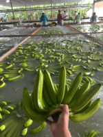 Verse Vietnamese Cavendish-bananen – Hoge kwaliteit, rechtstreeks van de boerderij voor internationale kopers