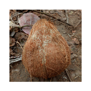 มะพร้าวสุกเนื้อหนาสีขาว-มะพร้าวสีน้ำตาลสำหรับทำอาหาร-ส่วนผสมสำหรับสูตรมะพร้าวฝอย - Product Image 6