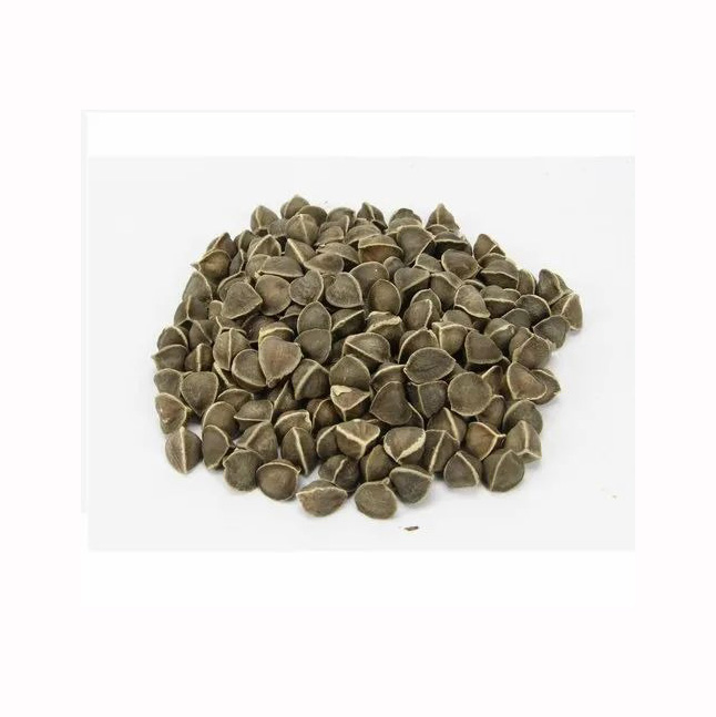 Moringa Oleifera Seeds - Premium Herbs and Plants Arrival