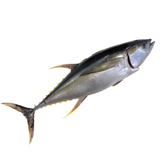 Kualitas Tinggi Harga Ikan Tuna Beku Skipjack Bulat Utuh