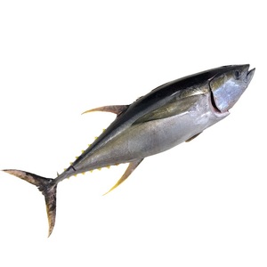 באיכות גבוהה קפוא Skipjack טונה כל עגול קפוא טונה דגי מחיר - Product Image 1