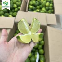 VIET THIEN PHU VTP/OL-28 Vente en gros de haute qualité Citron vert sans pépins Citron vert citron frais prêt à expédier