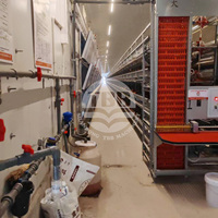 Système de cage à étages de type H robuste pour élevage avicole avec système d'alimentation automatique