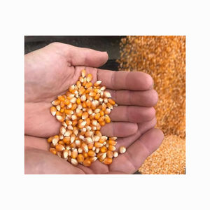 Maíz Amarillo Orgánico y Fruta de la Pasión, Granos Secos Puros en Bolsas de 25 kg para la Industria Alimentaria Humana con Alta Pureza y Sabor Natural - Product Image 1